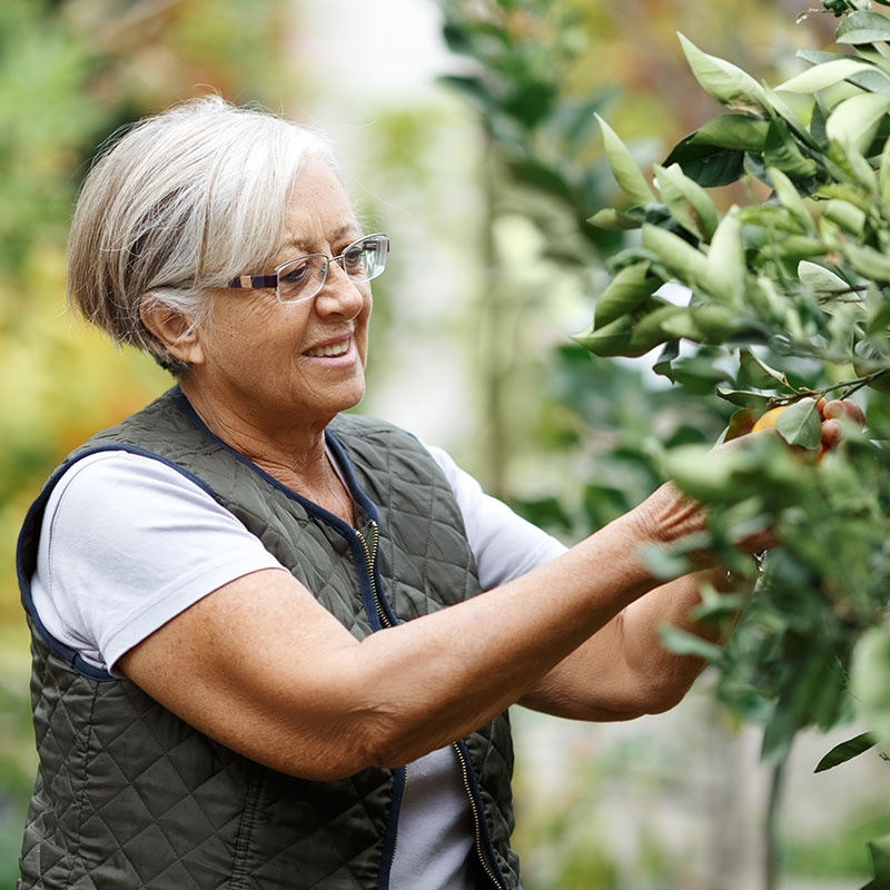 senior-woman-picking-lemon Retired woman enjoying her garden